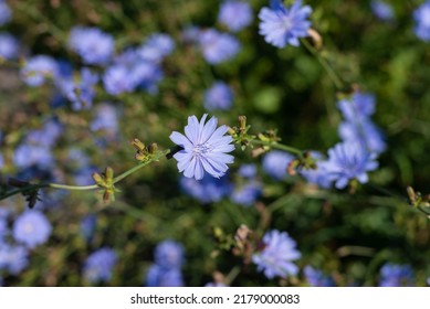 Common chicory (Cichorium intybus) int he wild field. This plant is a somewhat woody, perennial herbaceous plant of the family Asteraceae. 