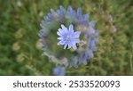 Common chicory (Cichorium intybus) is a species of plant in the Asteraceae family. It often grows along roadsides in Central Europe.  Photographed here with a prismatic lens filter (kaleidoscope).