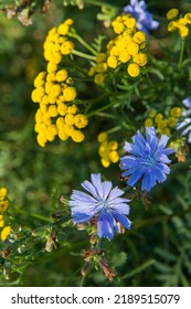 Common chicory and common tansy blooming in a meadow