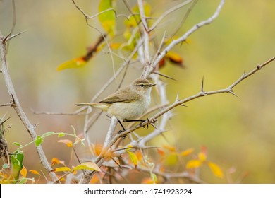 A Common Chiff Chaff On A Branch 