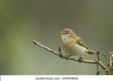 Common Chiff Chaff/on A Twig