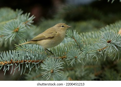 Common Chiffchaff On A Branch