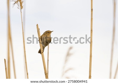 Common Chiffchaff (Phylloscopus collybita) foraging in reeds.
