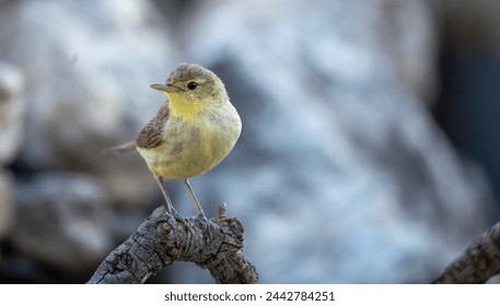 Common Chiffchaff (Phylloscopus collybita) photographed in Spain - Powered by Shutterstock