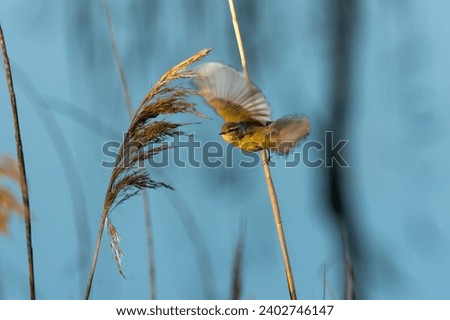 Chiffchaff with spread wings on a branch