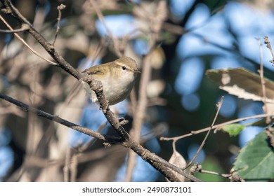 common chiffchaff (Phylloscopus collybita), a common and widespread leaf warbler, at Binsar in Uttarakhand, India - Powered by Shutterstock