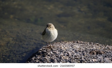 Common Chiffchaff In A Rock
