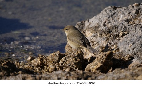 Common Chiffchaff In A Rock
