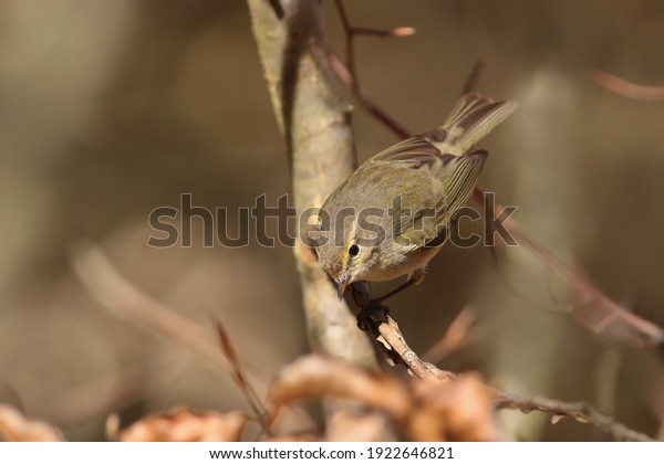 common\
chiffchaff sitting on the branch. Phylloscopus collybita. Song bird\
in the nature habitat. Spring in the nature.\
