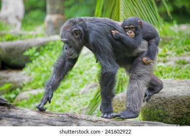 チンパンジー の画像 写真素材 ベクター画像 Shutterstock