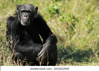 Common Chimpanzee, Ol Pejeta Conservancy, Kenya 