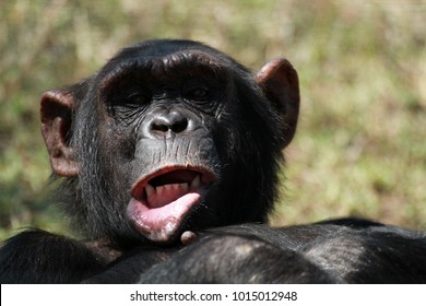 Common Chimpanzee, Ol Pejeta Conservancy, Kenya 