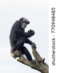 The common chimpanzee (Pan troglodytes)