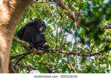 322 Chimps tanzania Images, Stock Photos & Vectors | Shutterstock