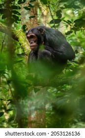 322 Chimps tanzania Images, Stock Photos & Vectors | Shutterstock