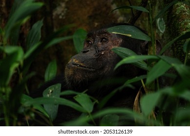 322 Chimps tanzania Images, Stock Photos & Vectors | Shutterstock