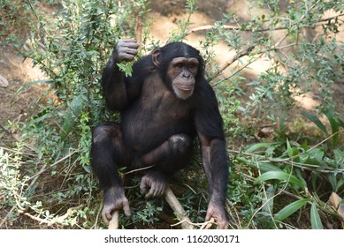 The Common Chimpanzee  Who Lives In Congo Jungle Is The Part Of The Family Hominidae (the Great Apes).