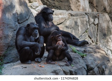The Common Chimpanzees Who Live In Congo Jungle Is The Part Of The Family Hominidae (the Great Apes).