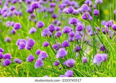 Common Chive flowers "Allium schoenoprasum" blooming during summer. Pink purple edible flower heads on onion herb. Dublin, Ireland 