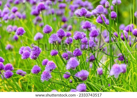 Common Chive flowers 