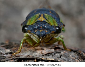 Common Cicada Or Dog Day Harvest Fly, New Jersey, USA