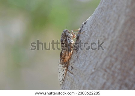 Common cicada, scientific name lyristes plebeja, taken in Crete, Greece.