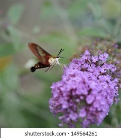 Common Clearwing Sphinx Moth Hummingbird Moth Stock Photo 149564261 ...