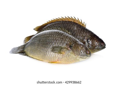 common climbing perch fish or Koi fish on white background