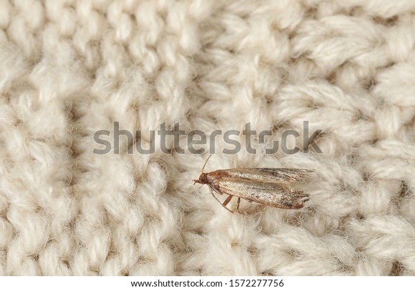 Common clothes moth (Tineola\
bisselliella) on beige knitted fabric, closeup. Space for\
text