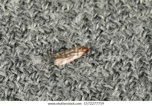 Common clothes moth (Tineola bisselliella) on grey\
fabric, top view