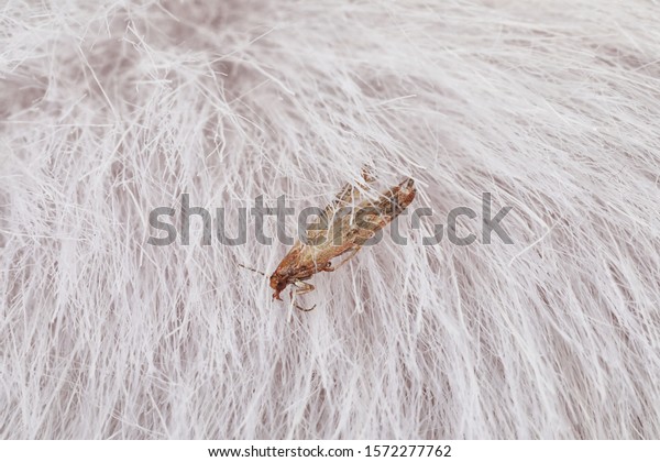 Common clothes moth (Tineola bisselliella) on\
light fur, closeup