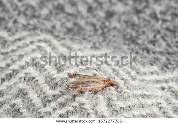 Common clothes moth (Tineola bisselliella) on\
light grey fabric,\
closeup