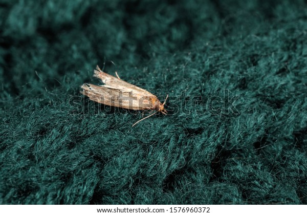 Common clothes moth (Tineola bisselliella) on\
green knitted fabric,\
closeup