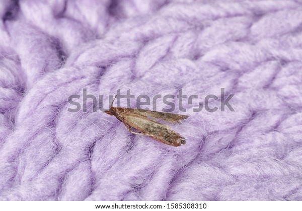 Common clothes moth (Tineola bisselliella) on\
violet knitted fabric,\
closeup
