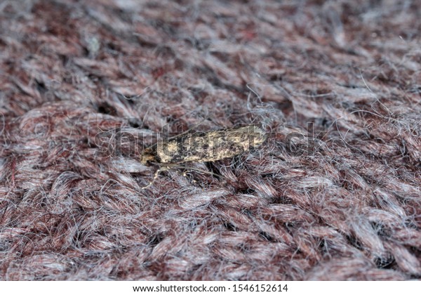 Common clothes moth, webbing\
clothes moth, or simply clothing moth. It is a pest of clothing in\
homes.