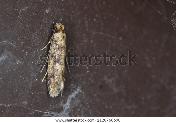 Common clothes moth, webbing\
clothes moth, or simply clothing moth. It is a pest of clothing in\
homes.