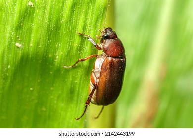 Common Cockchafer On A Corn Plant.