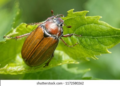 Common Cockchafer On A Plant