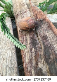 Common Cockchafer On The Wood