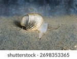 Common Cockle - Cerastoderma edule burrowing with extended foot