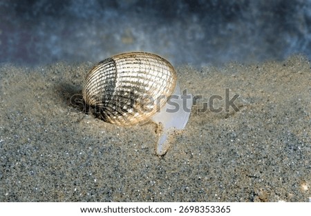 Common Cockle - Cerastoderma edule burrowing with extended foot
