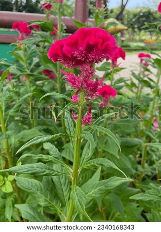 Common cockscomb or Wild Cockscomb