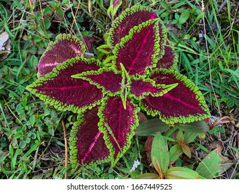 Common Coleus Plant In Pahoa, Hawaii