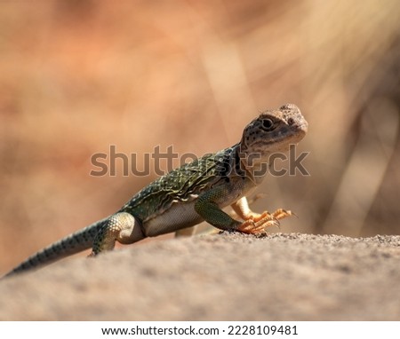 Common Collared Lizard at Palo Duro Canyon State Park in Texas.
