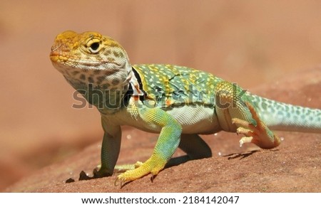 A Common Collared Lizard sunbathing near Moab, Utah