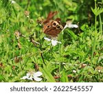 A common but colorfully patterned Buckeye butterfly sits on the blooms of a wild dewberry bush in a meadow at McCommas Bluffs in the Great Trinity Forest near Dallas, Texas 