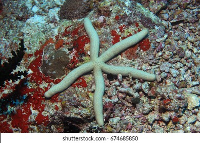 Common Comet Sea Star (Linckia Guildingi) Underwater In The Tropical Coral Reef Of The Indian Ocean