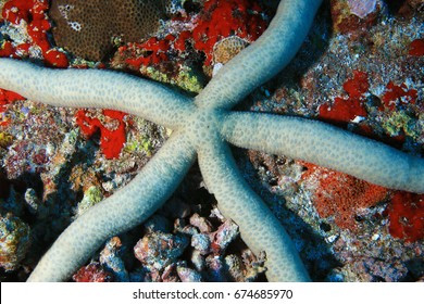 Common Comet Sea Star (Linckia Guildingi) Underwater In The Tropical Coral Reef Of The Indian Ocean