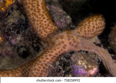 A Common Comet Sea Star Resting On The Reef