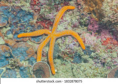 Common Comet Star, Guilding's Sea Star Or Green Linckia (Linckia Guildingi) Moalboal, Philippines